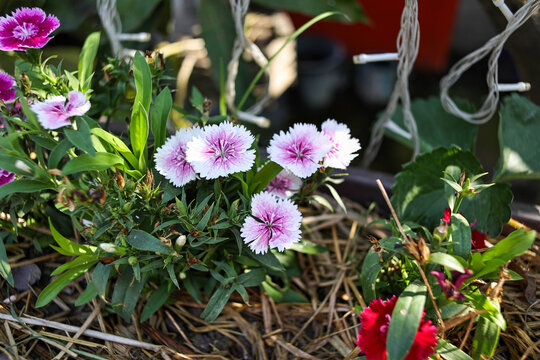 White Dianthus in a pot.
