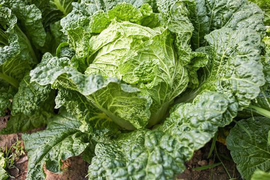 green cabbage in the garden