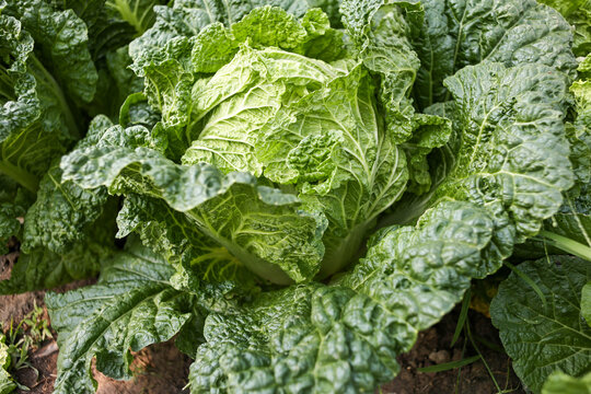 Chinese cabbage in the vegetable garden.