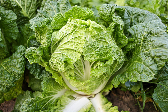 green cabbage in the garden