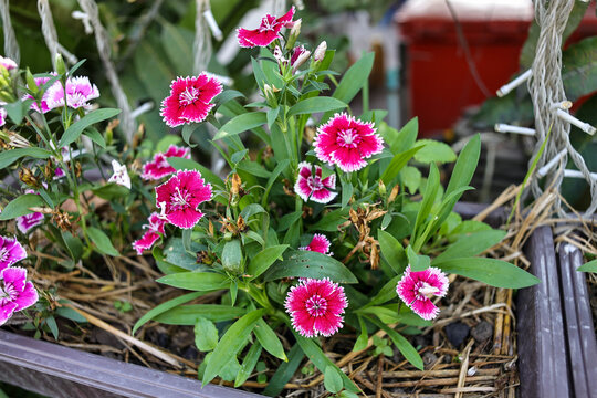 Purple Dianthus in a pot.