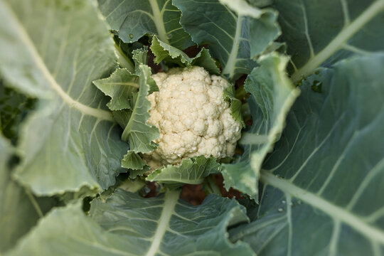 Cauliflower in a cauliflower field.