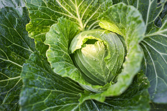 head of cabbage on the field