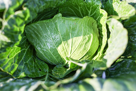 green cabbage on the bed