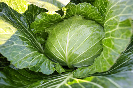 
Green cabbage in a cabbage field.