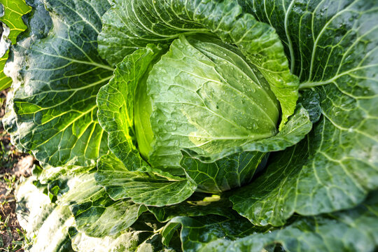 
Green cabbage in a cabbage field.