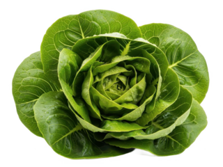 Fresh green cabbage head isolated on transparent background
