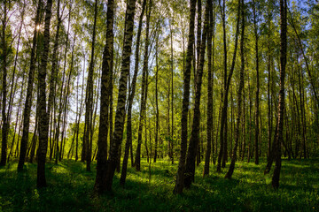 Sunlight filtering through the tall birch trees in a lush green forest, creating a serene and captivating natural landscape for nature enthusiasts.