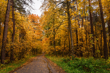 Fototapeta premium Empty road winding through vibrant autumn forest with tall trees and golden foliage. Nature landscape for background or design element.
