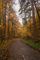 Empty road winding through vibrant autumn forest with tall trees and golden foliage. Nature landscape for background or design element.
