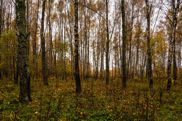 Autumn forest with tall birch tree trunks and fallen yellow leaves on the ground. Natural seasonal scenery, nature background.
