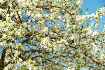 White spring flowers on a blooming tree branch with small blossoms and vibrant blue sky. Nature background for seasonal design.