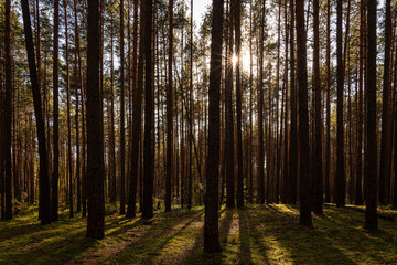 Sunrise or sunset in tall pine forest with long shadows on mossy ground. Nature landscape for tranquility and wilderness. Natural scenic view for wallpaper design.