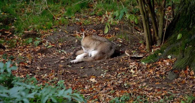 Wild Wolf Lying Calmly in Forest Environment