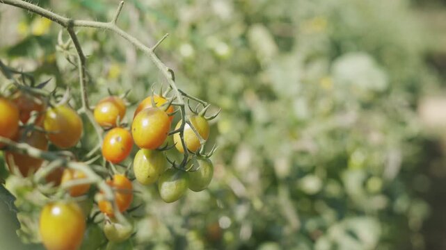 Close up with copy space of ripening red cherry tomatoes in sunny garden. Fresh organic vegetable growing outdoors with no people. Summer agriculture and healthy food with blurred background.