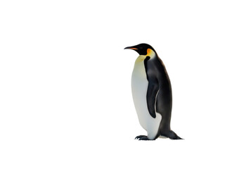 Fototapeta premium Penguin standing alone isolated on transparent background