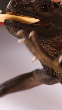 Close Up of a Sailfin Dragon Lizard Eating a Piece of Fruit