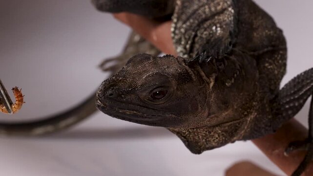Black Hydrosaurus Lizard Being Hand Fed a Mealworm with Tweezers