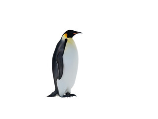 Fototapeta premium Penguin standing on a transparent background isolated on transparent background
