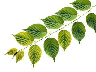 Naklejka premium Branch with green leaves on a transparent background