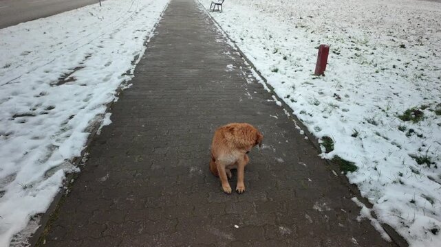 Small Dog Sitting On Winter Sidewalk And Grooming