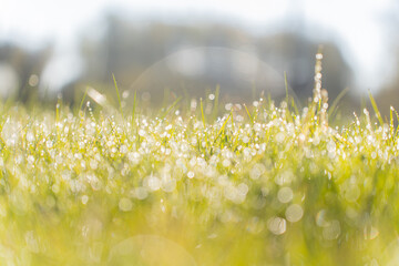 Abstract natural backgrounds grass. Green grass, dew and bokeh sunlight