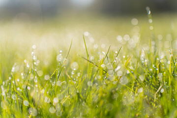 Abstract natural backgrounds grass. Green grass, dew and bokeh sunlight