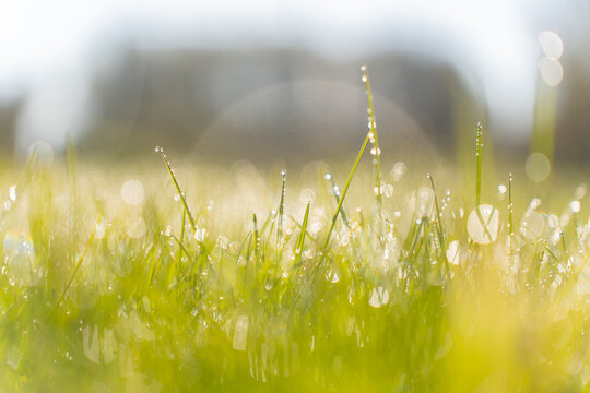 Abstract natural backgrounds grass. Green grass, dew and bokeh sunlight