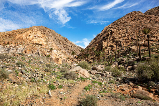 Canyn Barranco de las Penas, Fuerteventura, Canary Islands, Spain, Europe.