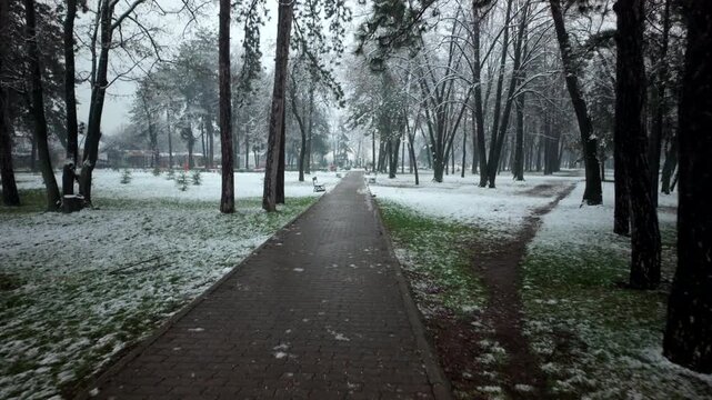 Walking Through Winter Park On Path Between Tall Trees