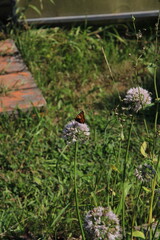 a butterfly on a flower, against the background of grass,