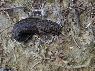 マダラコウラナメクジ