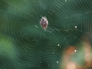 巣を張ったオニグモ