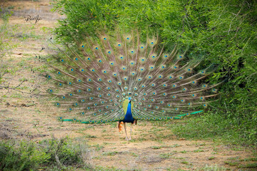 Obraz premium Indian Peafowl (Male)