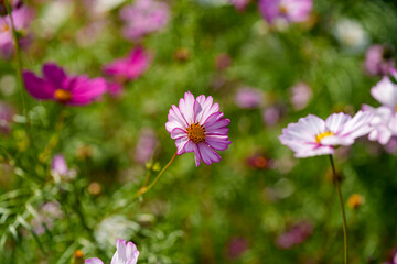 Obraz premium Close-up photo of pink cosmos flowers blooming in autumn