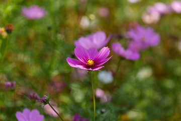 Fototapeta premium Close-up photo of pink cosmos flowers blooming in autumn