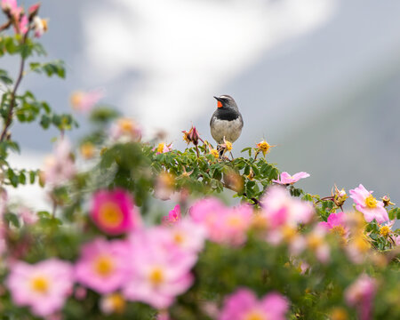 Himalayan Rubythroat
