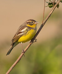 Obraz premium YELLOW BREASTED BUNTING