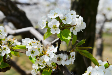 Pear flower in full bloom in spring