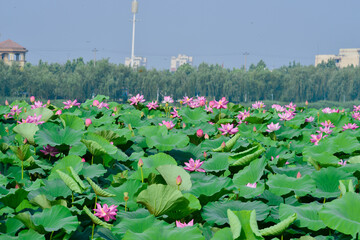 Blooming lotus flowers in the park