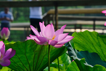 Blooming lotus flowers in the park