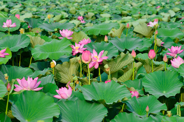 Blooming lotus flowers in the park