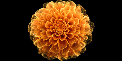 A Holographic Marigold