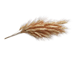 Pampas grass plume, wheat-colored, fluffy, isolated against black backdrop
