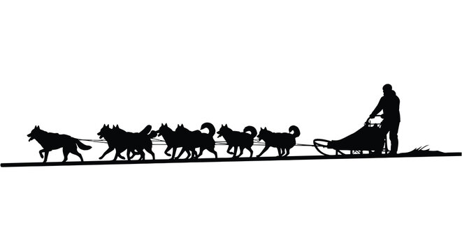 a striking illustration depicts a dog sled team and their musher presented in a monochromatic black against a stark white background silhouette
