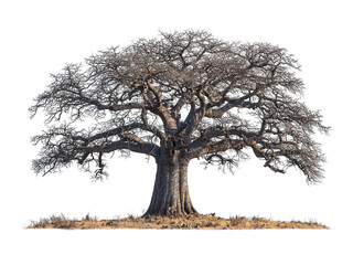 Majestic, solitary Baobab tree with thick trunk and leafless branches on dry land