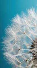 Dandelion Seed Head Close-up