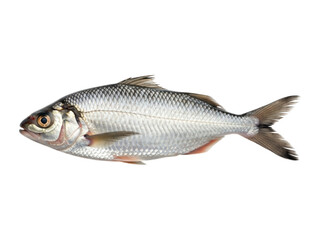 Obraz premium Silver freshwater fish, side view, with scales and fins on a dark background