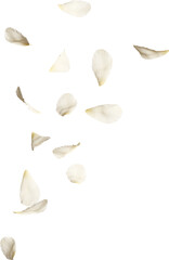 Scattered White Hibiscus Petals