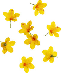 Falling Yellow Hibiscus Flowers and Petals